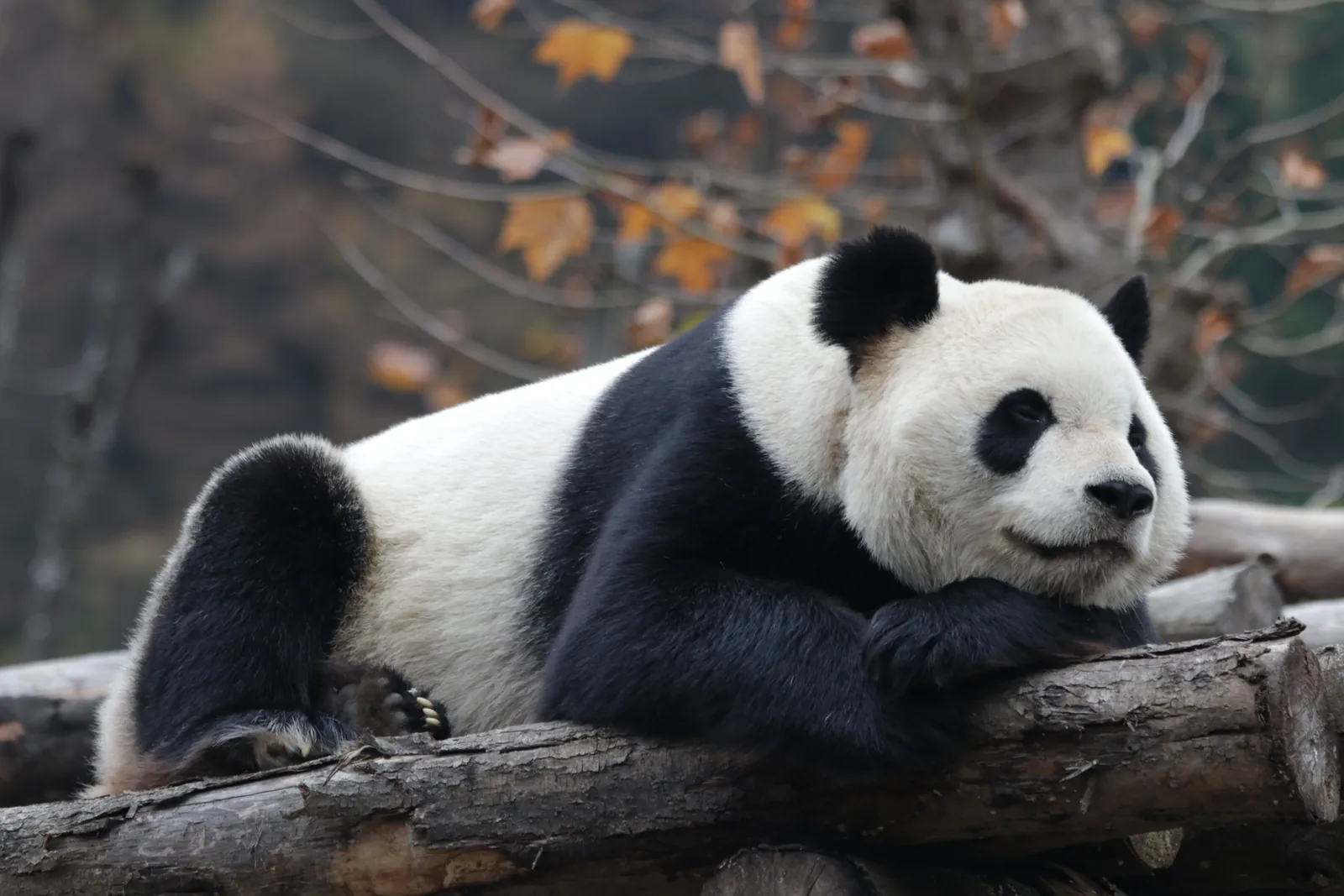 Pandas